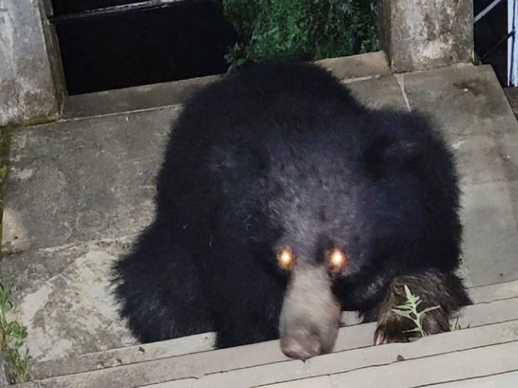 पोस्ट ऑफिस सर्किल के पास रास्ते पर सीढ़ियों पर बैठे दिखाई दिया, फिर जंगल की तरफ चला गया|राजस्थान,Rajasthan - Dainik Bhaskar