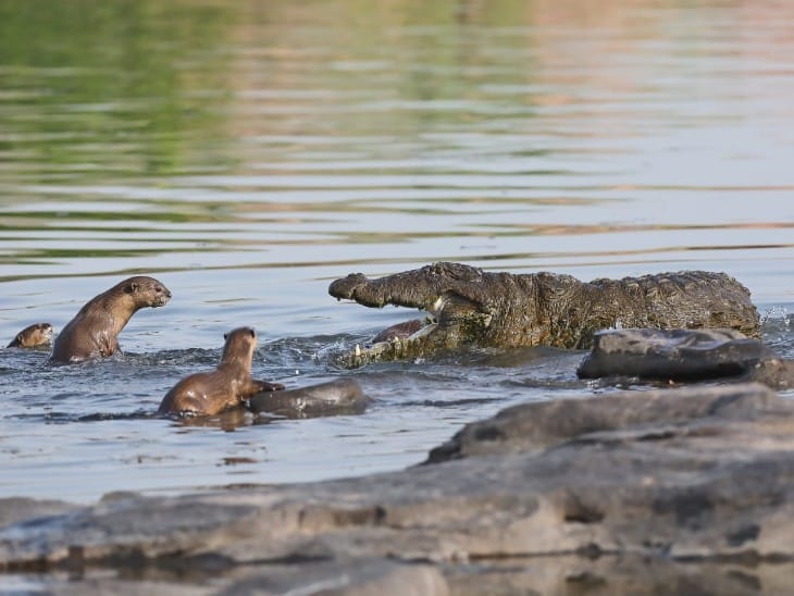 मगरमच्छ के गढ़ में वंश वृद्धि कर रहे लुप्तप्राय ऊदबिलाव, राजस्थान में बहती चंबल में बढ़ रहा है कुनबा|राजस्थान,Rajasthan - Dainik Bhaskar