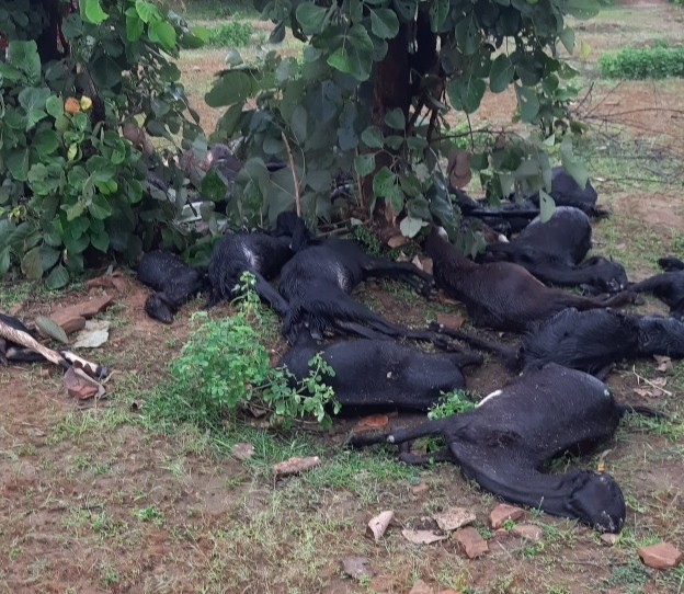भंवरगढ़ में जंगल में खुले मैदान में पेड़ पर बिजली गिरी, 36 बकरा-बकरियों की मौत, 1 युवक को झटका लगा|कोटा,Kota - Dainik Bhaskar