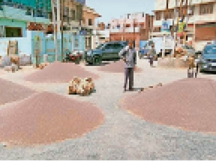 अगले माह शुरू होगी रबी की बुवाई, 40 हजार हैक्टेयर बढ़ सकता है सरसों का रकबा|बीकानेर,Bikaner - Dainik Bhaskar