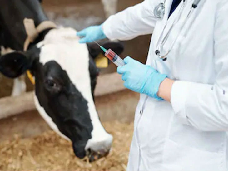 दस्तावेज सत्यापन शुरू, इंटरव्यू नवंबर में हाेने की; पशु चिकित्सा अधिकारियों के 900 पदों पर होनी है भर्ती|अजमेर,Ajmer - Dainik Bhaskar