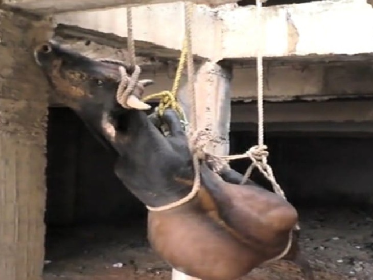 खाली बिल्डिंग की तीसरी मंजिल पर चढ़ गया था सांड, नगर निगम के 25 कर्मचारियों और लोगों ने रस्सों के सहारे नीचे उतारा, रेस्क्यू में लगे 2 घंटे|भरतपुर,Bharatpur - Dainik Bhaskar