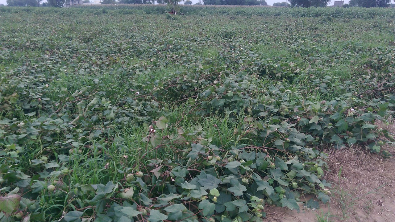 बारिश के कारण बिछी हुई कपास की फसल