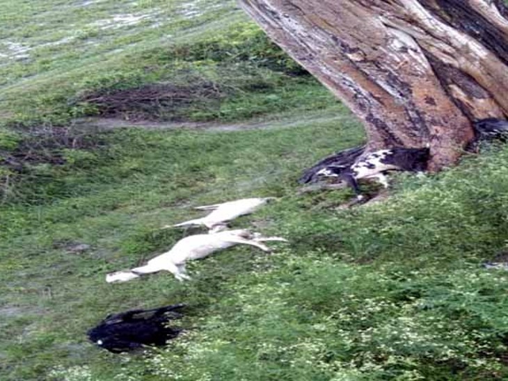 आकाशीय बिजली से आधा दर्जन बकरियों की मौत हो गई