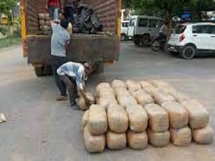 महासमुंद पुलिस ने जून में गांजे की यह खेप पकड़ी थी। करीब 2 करोड़ 20 लाख रुपए कीमत के गांजे को कटहल के नीचे छिपाकर ओडिशा से लाया जा रहा था।
