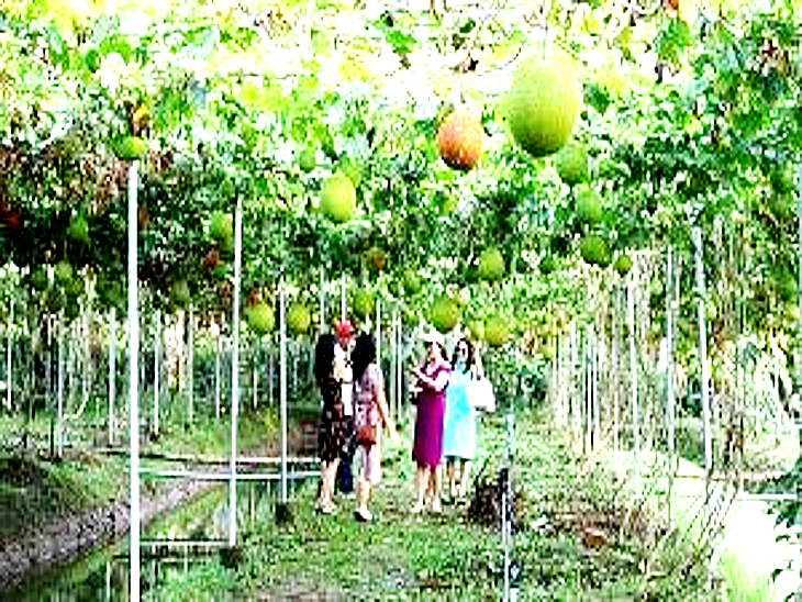 एग्रो टूरिज्म यूनिट में फसलें भी देख सकेंगे पर्यटक।