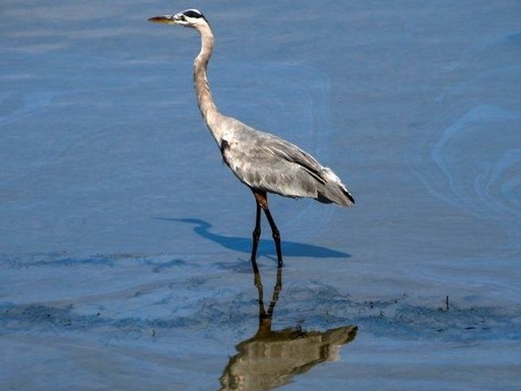 Birds have also been affected due to the oil spill.