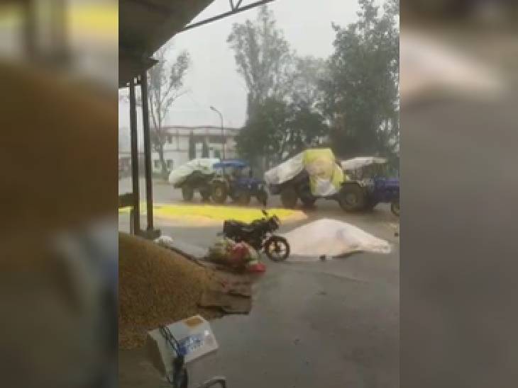 बारिश से छिंदवाड़ा में भीगा अनाज।