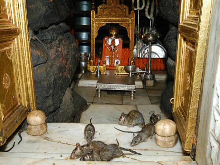 करणी माता मंदिर देशभर में चूहों वाले मंदिर के नाम से प्रसिद्ध है।
