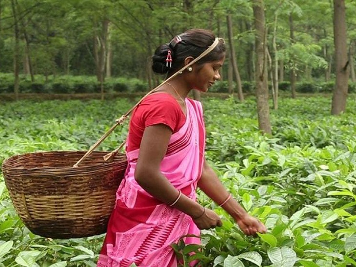 छत्तीसगढ़ में चाय उत्पादन की सफलता ने कृषि क्षेत्र में नई संभावनाओं का रास्ता खोला है। (फाइल) - Dainik Bhaskar