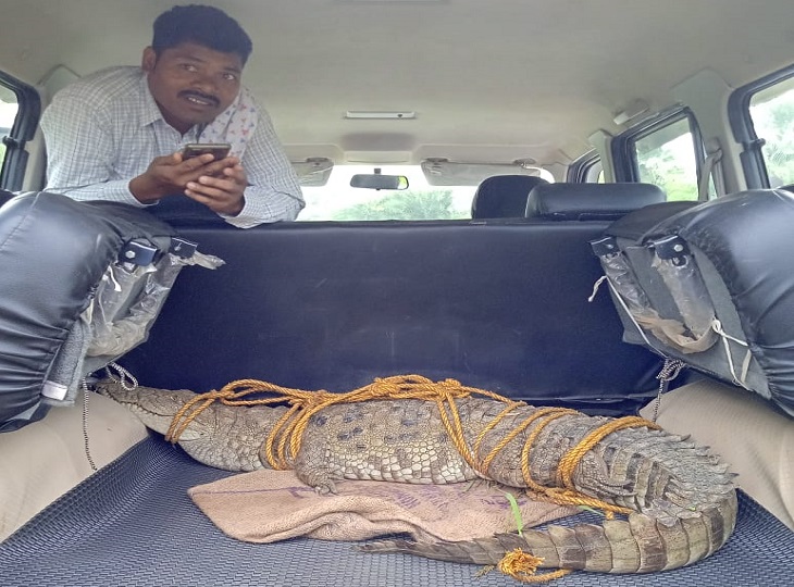 वन विभाग की टीम ने इंद्रावती नाली में दी है।
