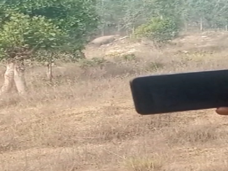 आस-पास के लोगों ने हाथियों की तस्वीर कैमरे में कैद की है।