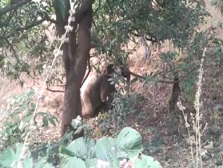 बेहोशी की हालत में हाथी बार-बार उठने का प्रयास करता रहा।