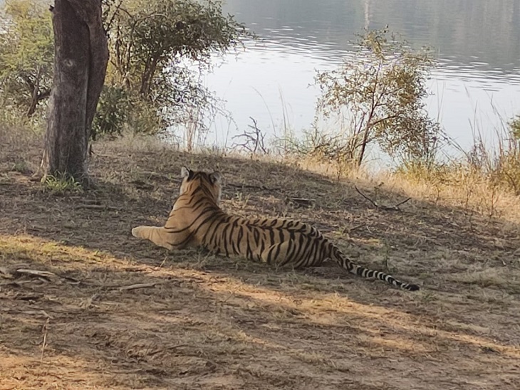 लेक एरिया में टाइगर की साइटिंग।