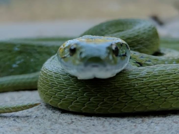 This green snake found in Bhandaria Hanuman temple of Banswara ...