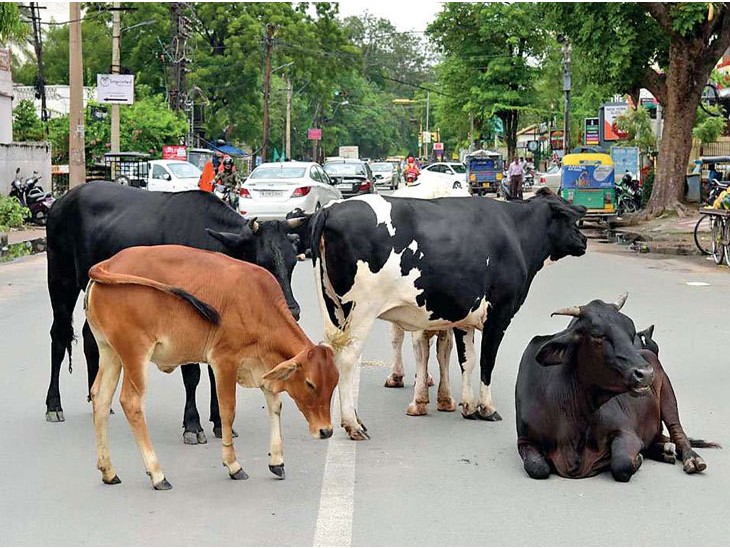 Motor cycle collided with cow on Pali road, a young man died | जोधपुर में  आवारा पशु बने आफत: पाली रोड पर गाय से टकराई मोटर साइकिल, एक युवक की मौत -