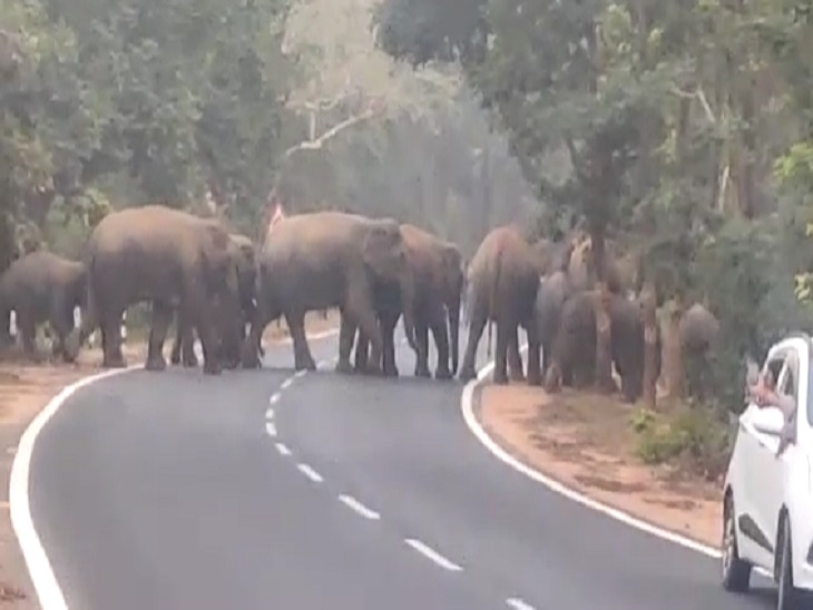 रोड क्रॉस कर हाथी बंसीताल की जंगल की ओर चले गए।
