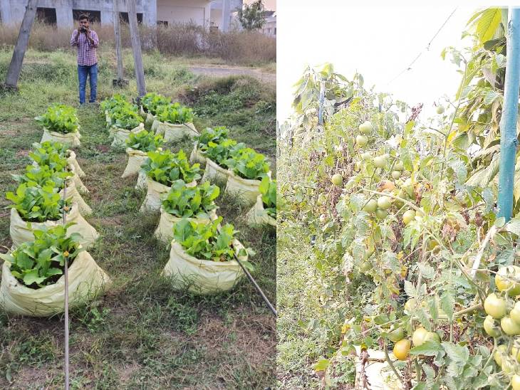 एक बोरी में 45 किलो मिट्टी व गोबर की खाद को 2-1 के अनुपात में डालते हैं।