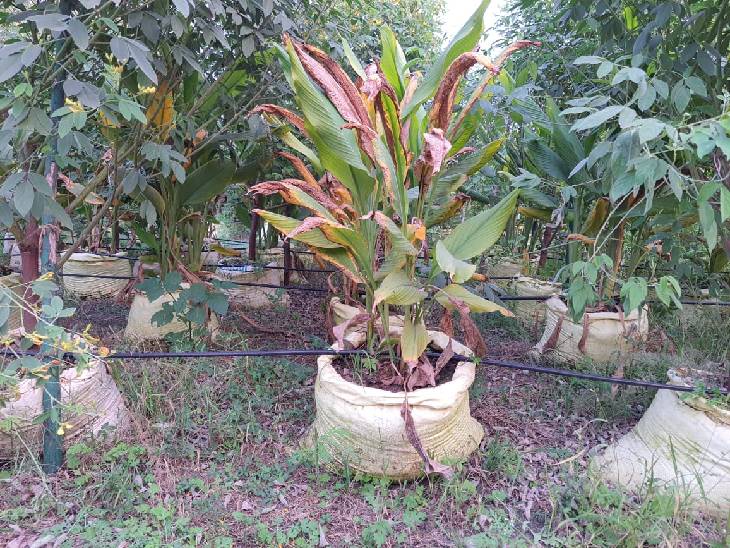 अरहर की आधे एकड़ में 600 बोरी लगी है। उसके बीच में व नीचे हल्दी लगाई है।