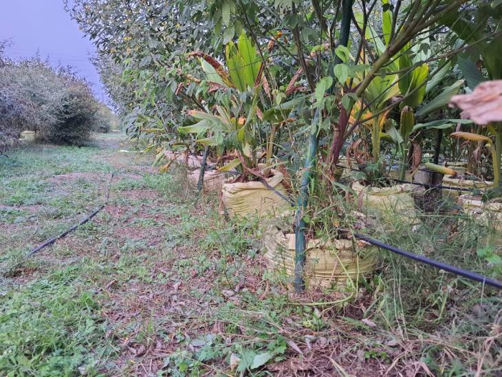 अरहर के साथ लाख की खेती भी, एक पौधे से 350 ग्राम लाख प्राप्त कर सकते हैं।