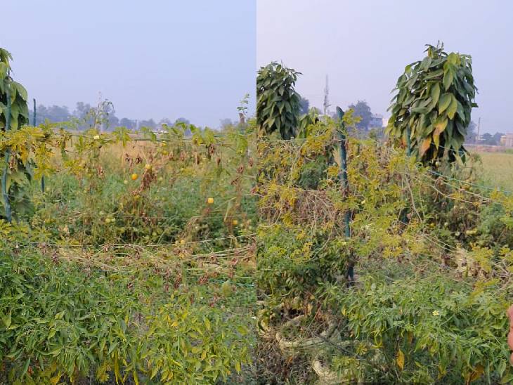 कपास और हल्हदी को छोड़कर हर बोरी से दो फसल ले सकते हैं।