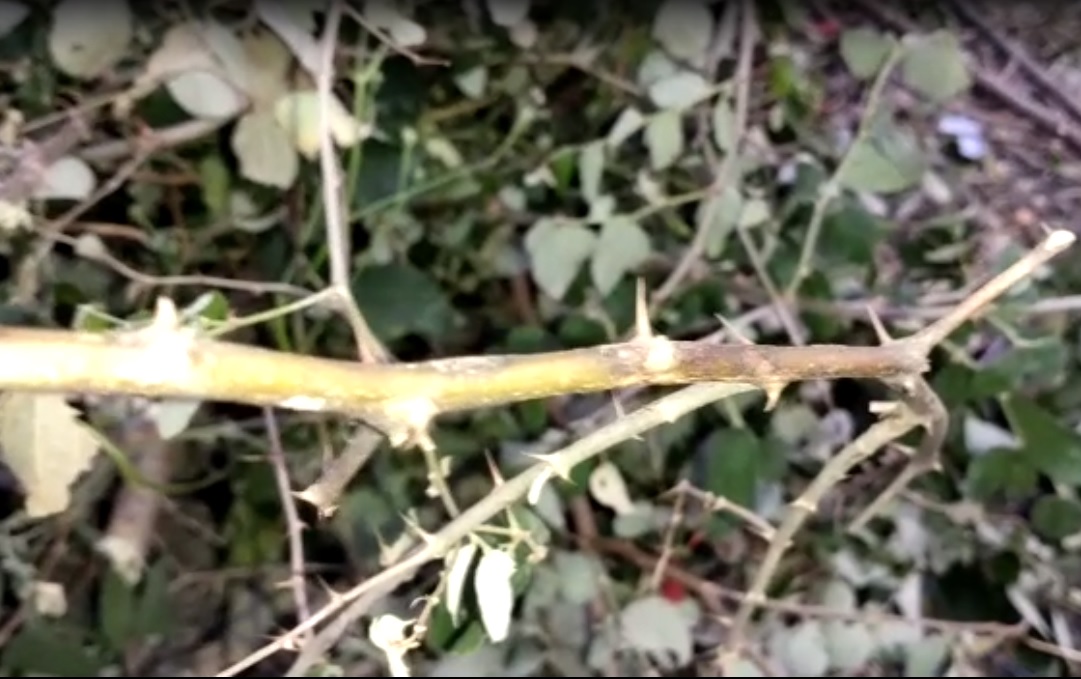 डॉक्टर के मुताबिक कांटे के जख्म से टिटनेस होने का खतरा रहता है।