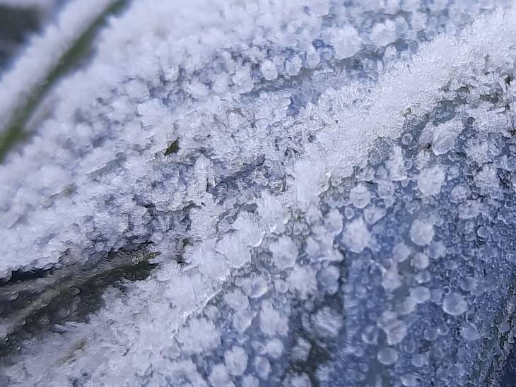 रायसेन में फसलों पर जमी बर्फ।