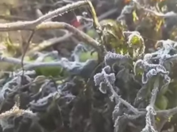 रतलाम में भी फसलों पर बर्फ की परत जमी।