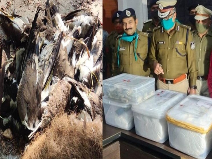 पहली तस्वीर बर्ड फ्लू। दूसरे में 70 किलो एमडी ड्रग्स पकड़ाई।