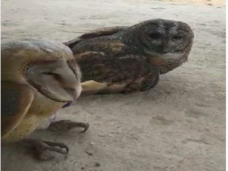 Rescued three Ghugghus of owl species, treatment of two continues ...