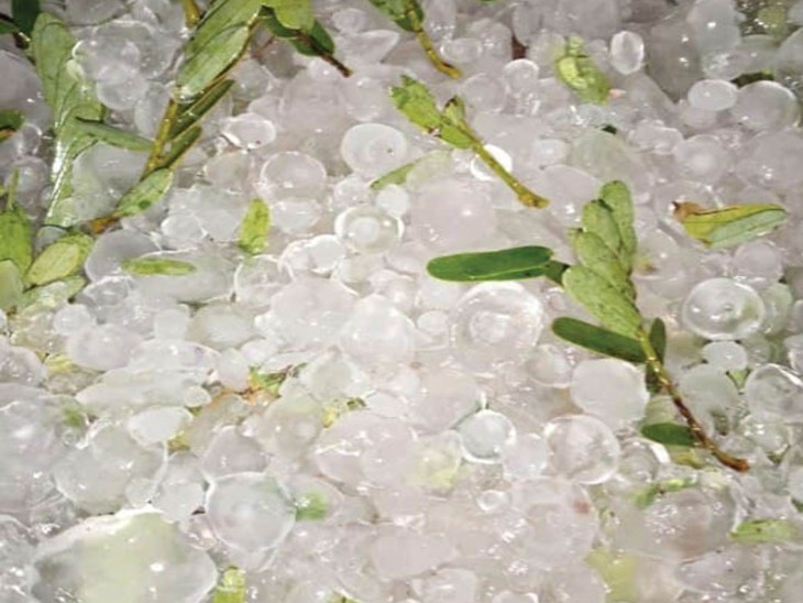 गंगेड़ी में ज्वार व मक्का के दाने के बराबर और कहीं कहीं इससे भी बड़े ओले गिरे।