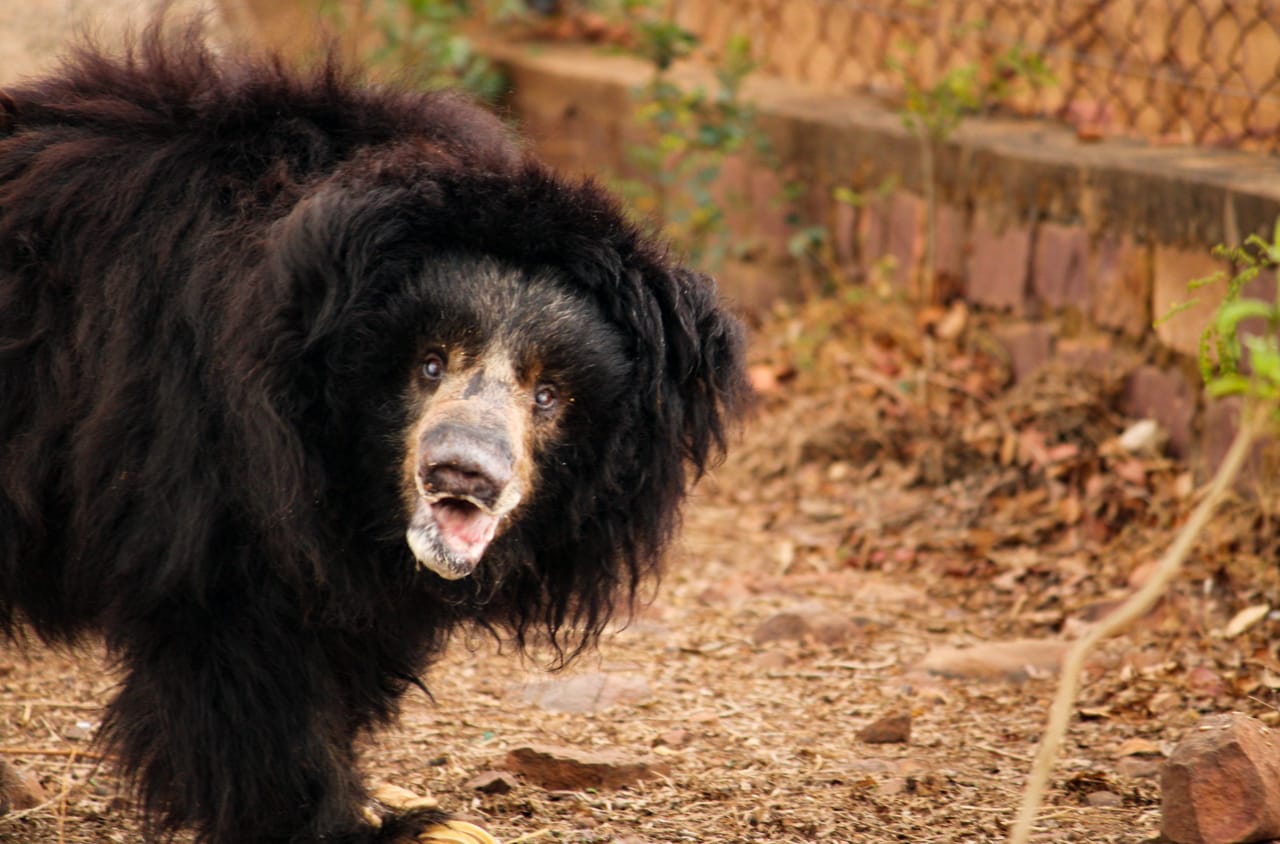 वन विहार राष्ट्रीय उद्यान की मादा भालू गुलाबो।
