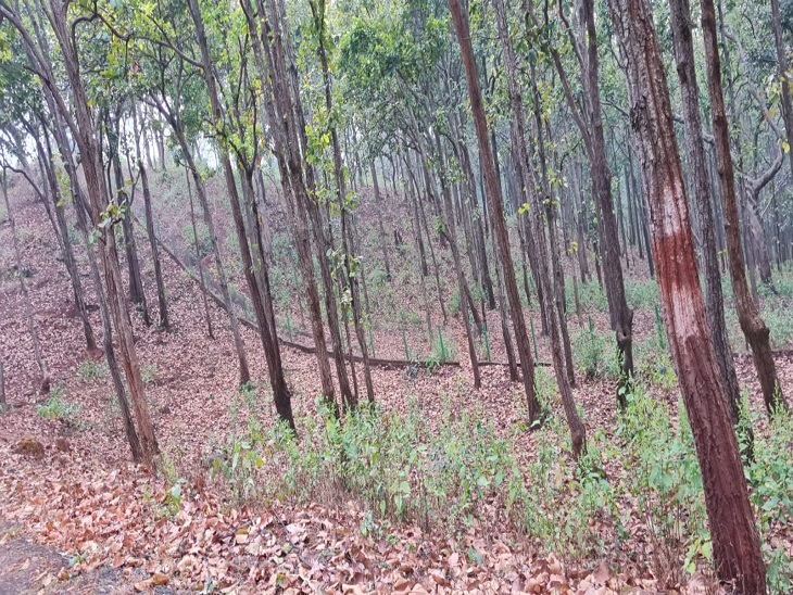 घने जंगली क्षेत्र में भी बाघों का आना-जाना बंद हो गया है।