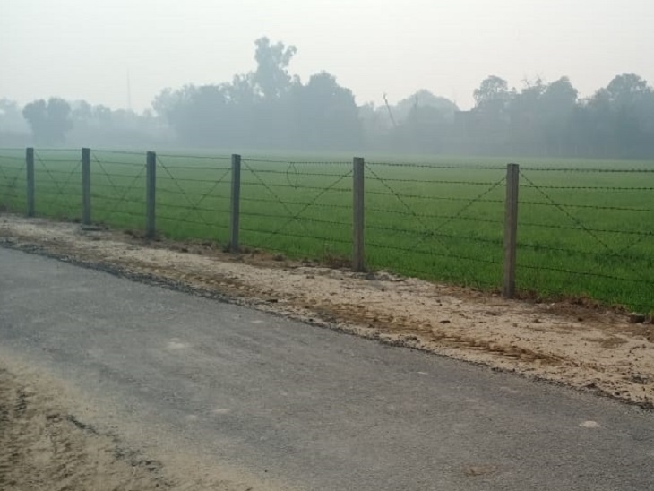 सुबह के समय गेहूं पर हल्के कोहरे का असर।