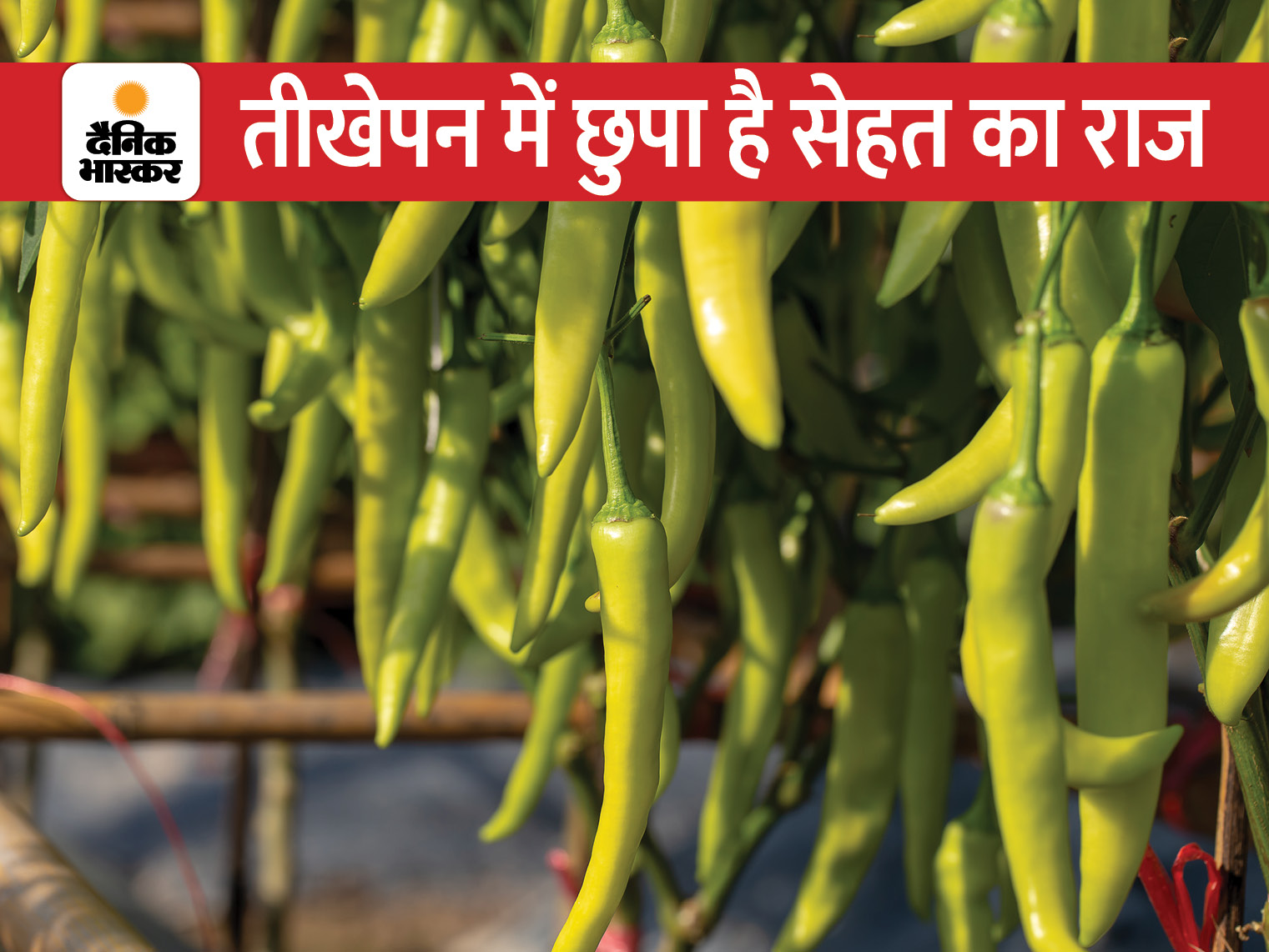 Benefits of Green Chili Get relief from obesity, pain and stress