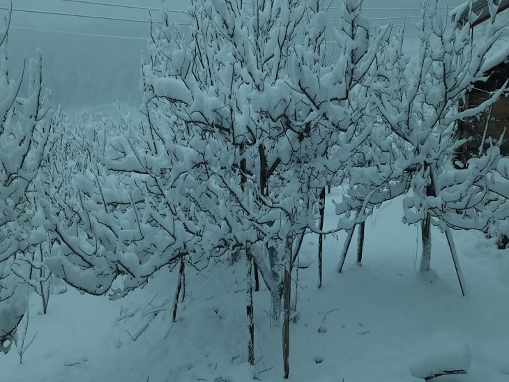 snow covered apple orchards