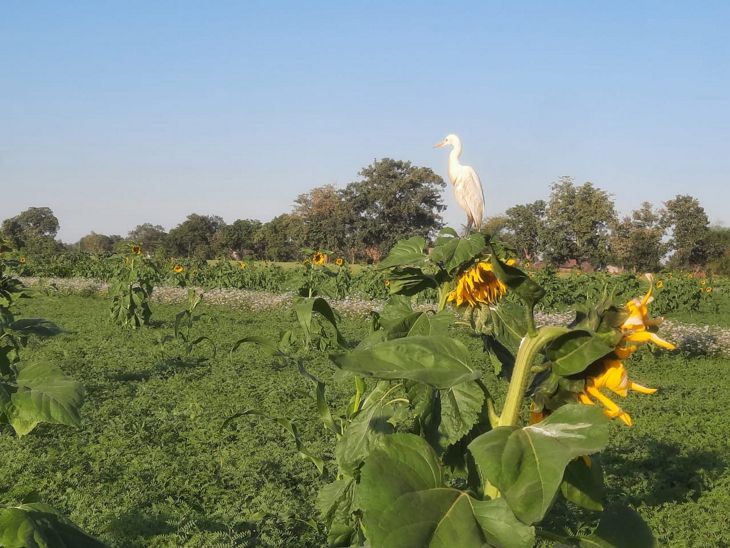 दांगी ने 25 एकड़ जमीन पर प्राकृतिक खेती कर पेस्टीसाइड काे न कहा।