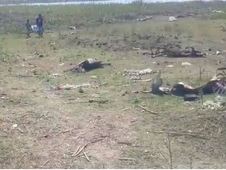 मरने वाली अधिकतर गायों की उम्र 5 से 7 साल के बीच थी।