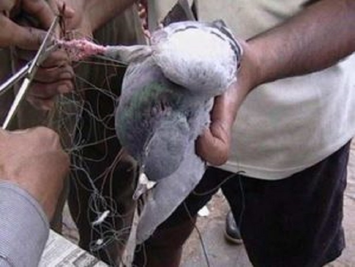 चाइना डोर में उलझा कबूतर