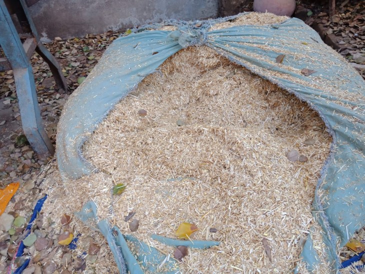 तूड़ी व बाजारे का भाव 16 सौ रुपए प्रति क्विटंल, 70 साल में चारा इतना महंगा