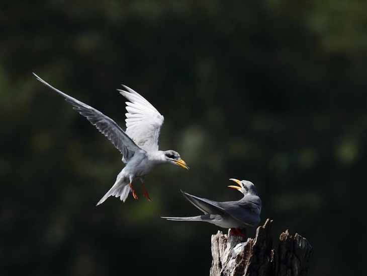 रिवर टर्न नाम का पक्षी परफेक्ट 'वैलेंटाइन' गिफ्ट देने के लिए जाना जाता है। यह पक्षी फरवरी से मई के बीच नदी-तालाब के किनारे जमीन पर माला बनाता है। मेल चोंच में मछली लाकर फीमेल को 'गिफ्ट' देते हैं। फीमेल अपने पसंदीदा मेल की ही मछली एक्सेप्ट करती है। (संदर्भ : द बुक ऑफ इंडियन बर्ड्स, लेखक : सलीम अली, चैप्टर : 149, पेज:324)