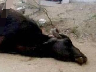 मालाखेड़ा के मंडावरा गांव में तेंदुआ का खतरा रात को जंगल से भटक कर गांव में घुसा तेंदुआ, पशु का किया शिकार, मौके पर पहुंची वन विभाग की टीम