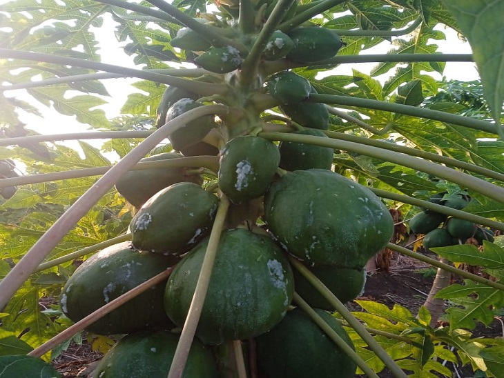 पपीते पर ओले तेज गोली की तरह पड़े।