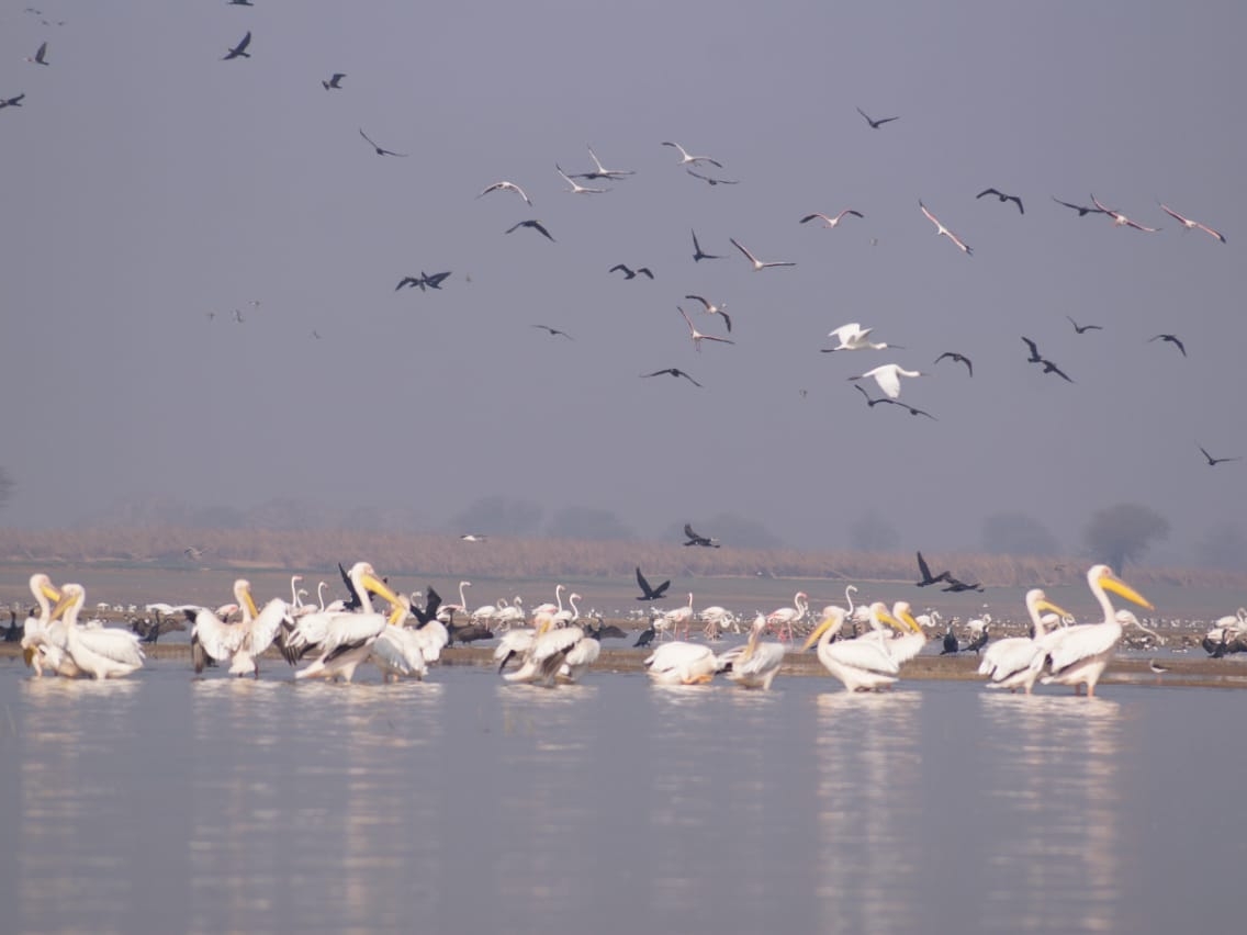 Migratory birds are taking off from Morel Dam, bird lovers gathered to see  beautiful birds | फिर लौट कर आना परदेसी...: मोरेल बांध से प्रवासी पक्षी ले  रहे हैं विदा, गजब की