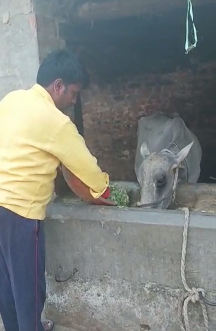 विधायक गणेश चौहान गाय को चारा डालते हुए