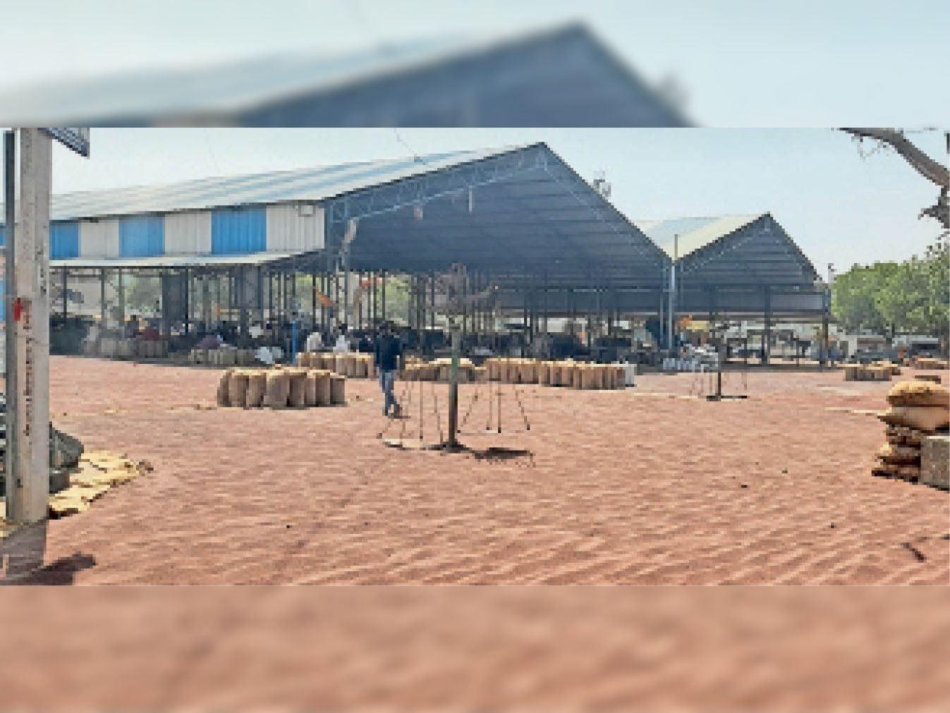 4 thousand quintals of mustard reaching the market every day due to