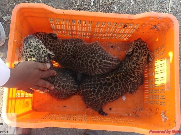 घटना आंबेगाव के वालटी गांव की है। माना जा रहा है कि मादा बच्चों को जन्म देने के बाद उनके लिए खाने के इंतजाम करने गई थी। - Dainik Bhaskar