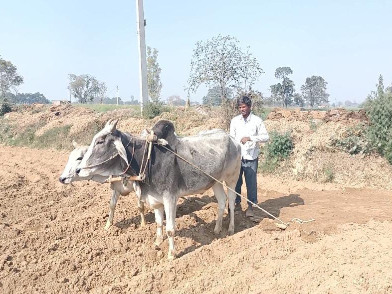 Farmers are keeping the old tradition alive by cultivating with
