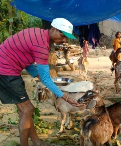 अपनी बकरियों के साथ कोरिया के कृष्णा।