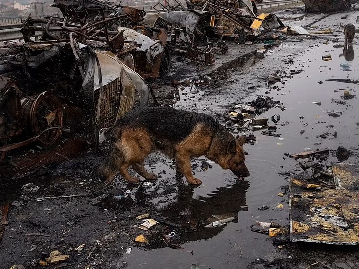 यूक्रेन में इंसानों के साथ-साथ जानवरों को भी जिंदा रहने के लिए कई मुश्किलों का सामना करना पड़ रहा है। बुचा शहर में तबाह हुए रूसी बख्तरबंद वाहन के बगल में पानी पीते कुत्ते की तस्वीर।